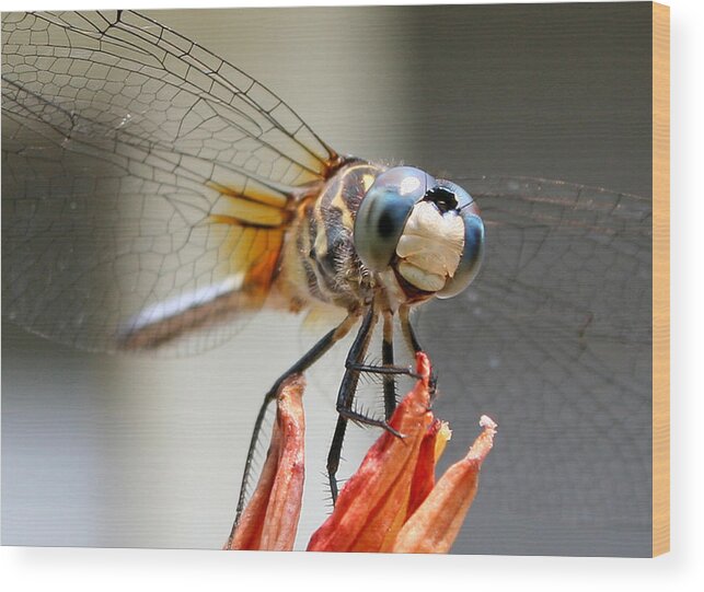 Nature Wood Print featuring the photograph Happy Dragonfly by William Selander