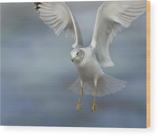 Gull Wood Print featuring the photograph Heavenly by Carol Erikson