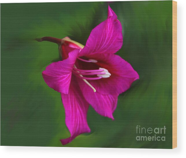 Bauhinia Blakeana Wood Print featuring the photograph Hong Kong Orchid by Elizabeth Winter