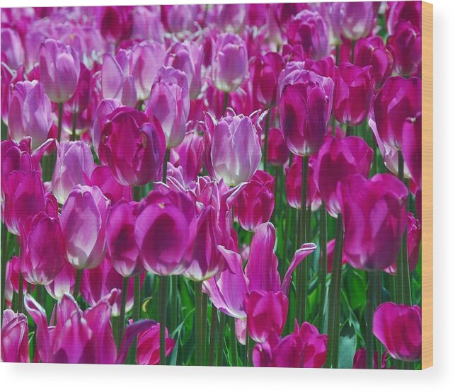 Pink Tulips Wood Print featuring the photograph Hot Pink Tulips 3 by Allen Beatty