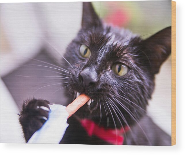 Cat Wood Print featuring the photograph Hungry after Shower by Alex Art