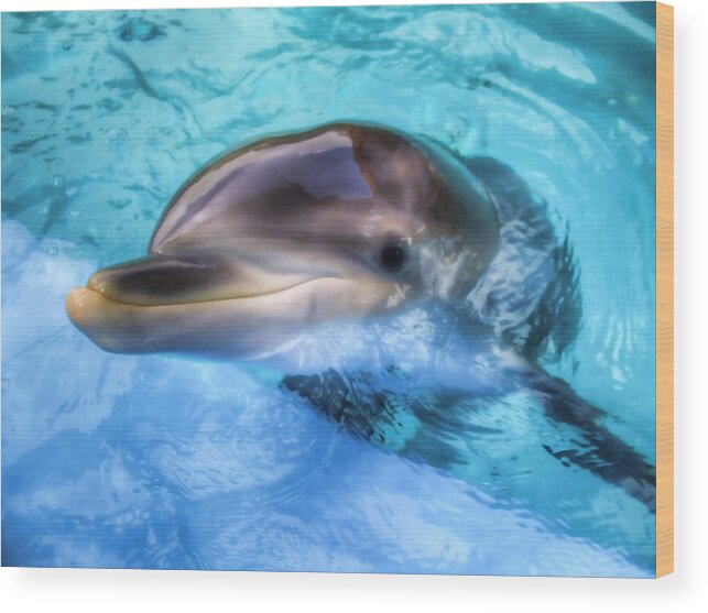 Dolphin Wood Print featuring the photograph Hungry Dolphin by Tim Stanley