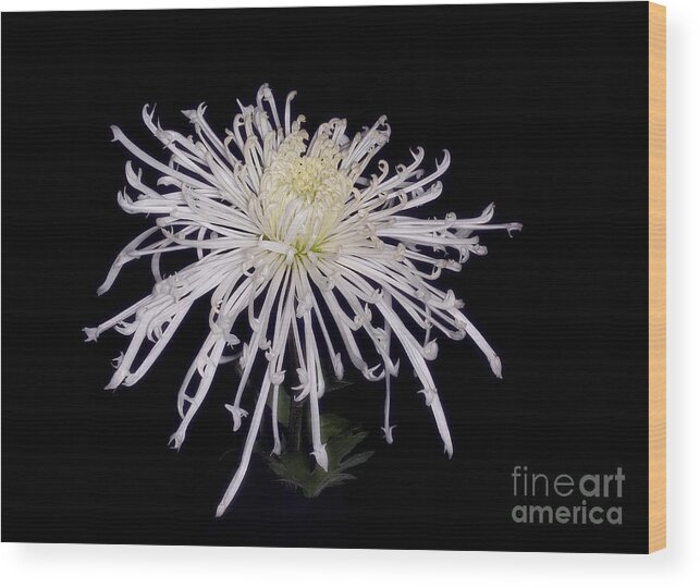 #flower #floral #floralphotography #white #spider Chrysanthemum #icicles #black Backgroun# Wood Print featuring the photograph Icicles --A White Spider Chrysanthemum by Ann Jacobson