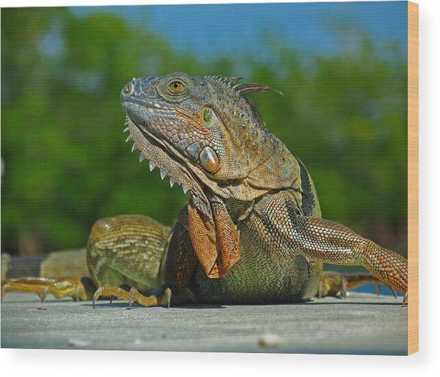 Animal Wood Print featuring the photograph Iguana by Juergen Roth