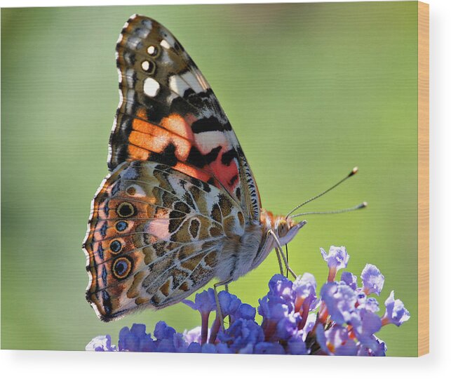 Butterfly Wood Print featuring the photograph In the Sunlight by Sandy Keeton