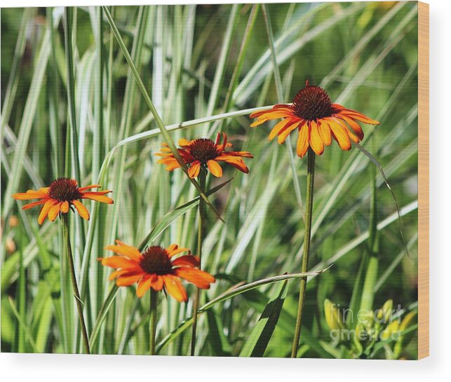 Garden Wood Print featuring the photograph Indian Summer by Margaret Hamilton