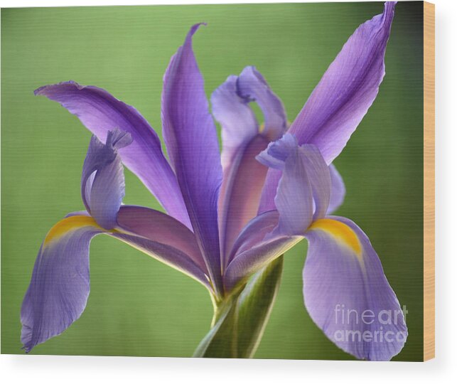 Japanese Iris Wood Print featuring the photograph Iris Elegance by Deb Halloran