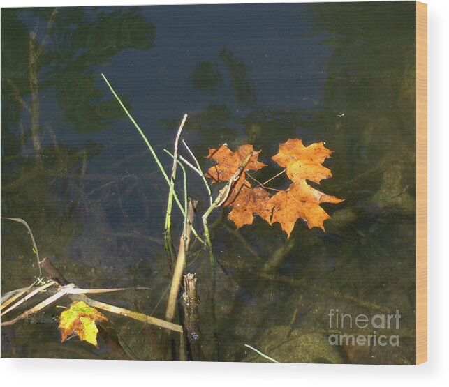 Landscape Wood Print featuring the photograph It's over - Leafs on Pond by Brenda Brown