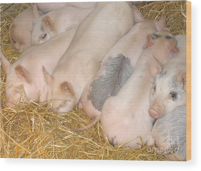 Piglets Wood Print featuring the photograph Just Cannot Sleep by Ann Horn