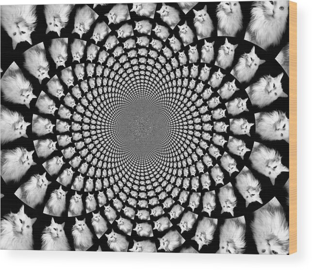 Turkish Angora Wood Print featuring the photograph Kaleidoscope Kitteh Turkish Angora Horizontal by Aurelio Zucco