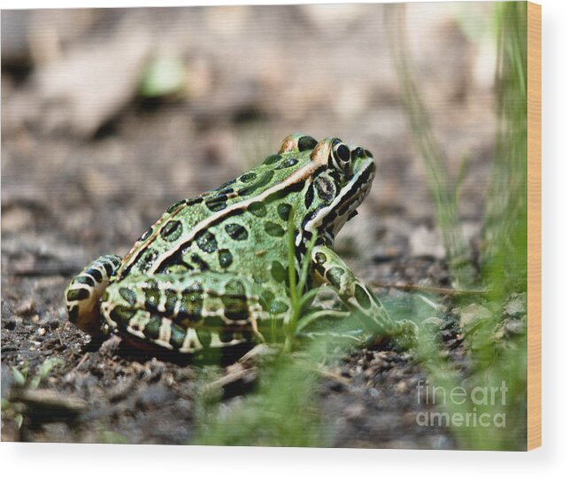 Leopard Frog Wood Print featuring the photograph Kermit by Cheryl Baxter