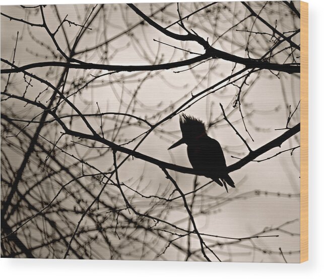 Kingfisher Silhouette Wood Print featuring the photograph Kingfisher Silhouette by Dark Whimsy