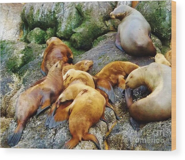 Sealions Wood Print featuring the photograph Lazy day on the Rock by Brigitte Emme