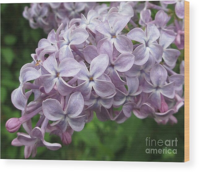 Lilac Wood Print featuring the photograph Lilac Beauty by Martin Howard