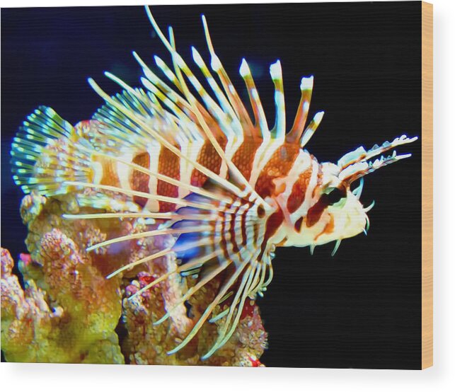 Lionfish Wood Print featuring the photograph Lionfish 1 by Dawn Eshelman