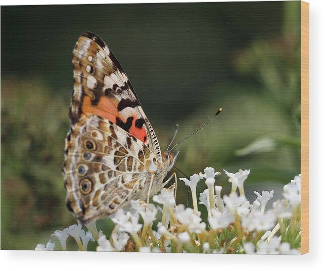 Moth Wood Print featuring the photograph Little Creature by Juergen Roth