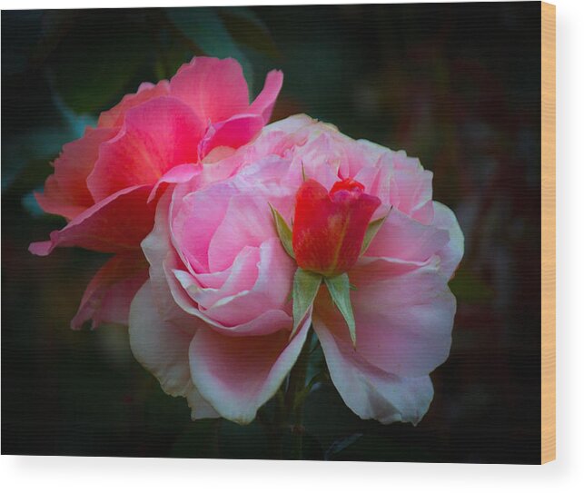 Pink Wood Print featuring the photograph Maiden Mother Crone by Patricia Babbitt