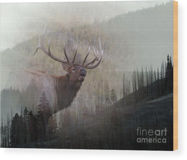 Elk Wood Print featuring the photograph Majestic Elk by Clare VanderVeen
