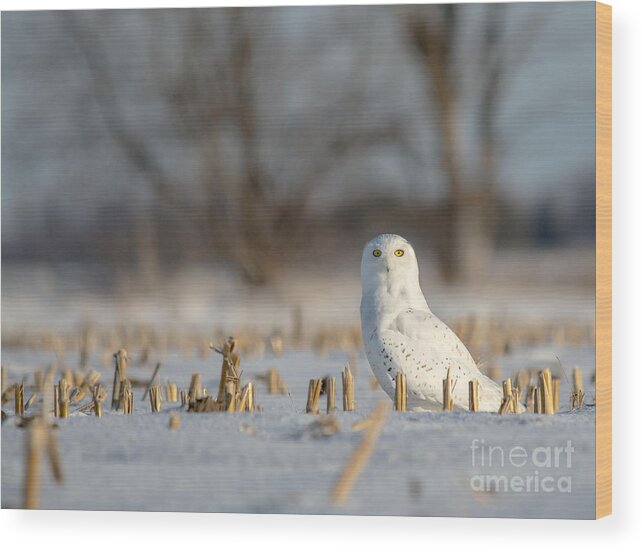 Field Wood Print featuring the photograph Majestic Male Snowy by Cheryl Baxter