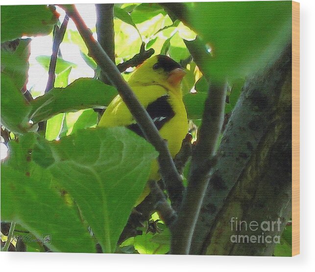 American Goldfinch Wood Print featuring the painting Male American Goldfinch by J McCombie
