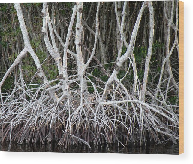 Trees Wood Print featuring the photograph Mangrove Roots by Rosalie Scanlon
