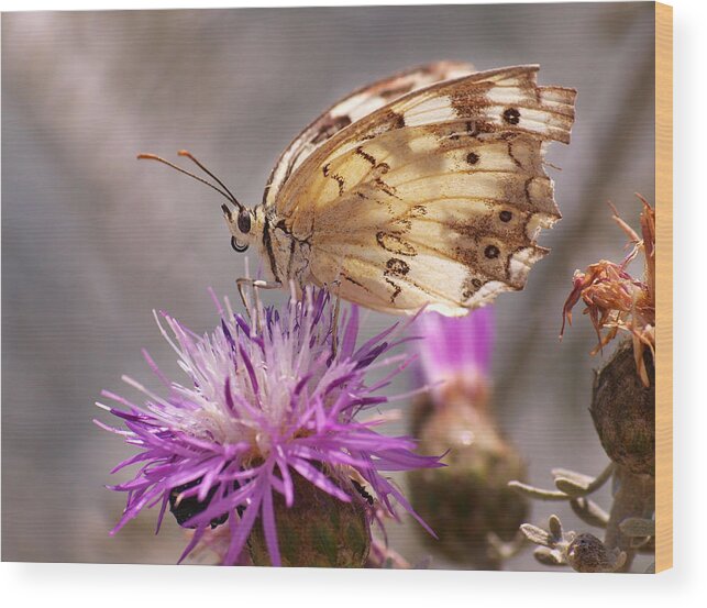 Melanargia Wood Print featuring the photograph Melanargia by Meir Ezrachi