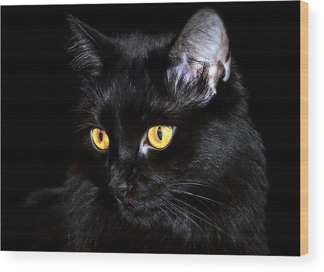 Black Cat Wood Print featuring the photograph Miss Anastasia by Camille Lopez