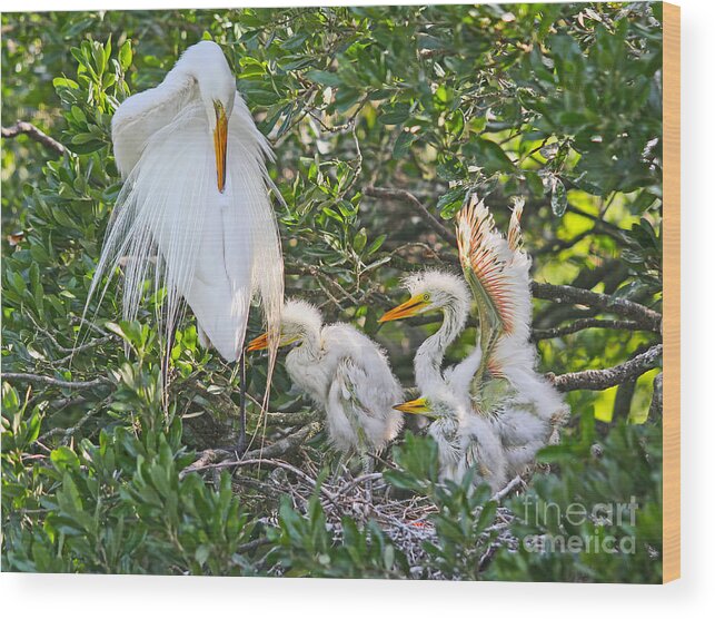 Egret Wood Print featuring the photograph Mom is Busy by Deborah Benoit