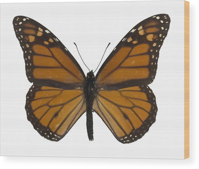 Animal Wood Print featuring the photograph Monarch butterfly by Science Photo Library