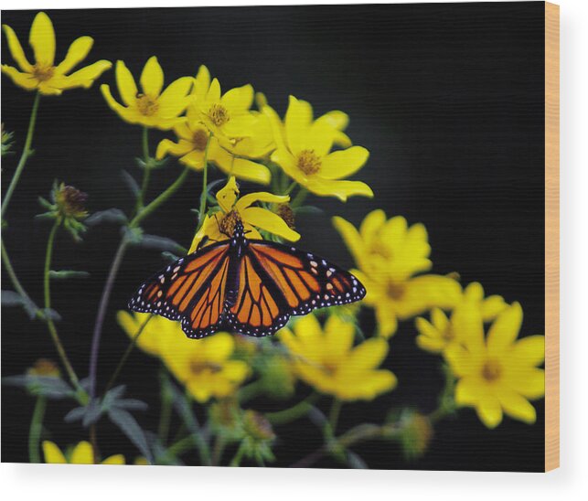 Background Wood Print featuring the photograph Monarch by Jack R Perry