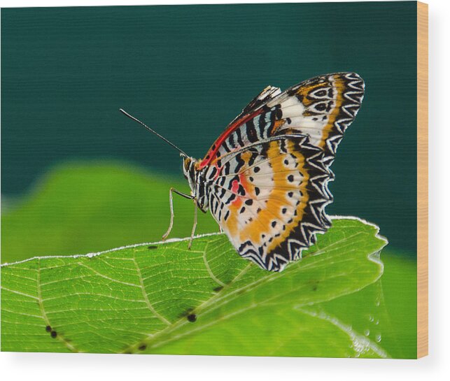 Butterfly Wood Print featuring the photograph Monarch by Jennifer Kano