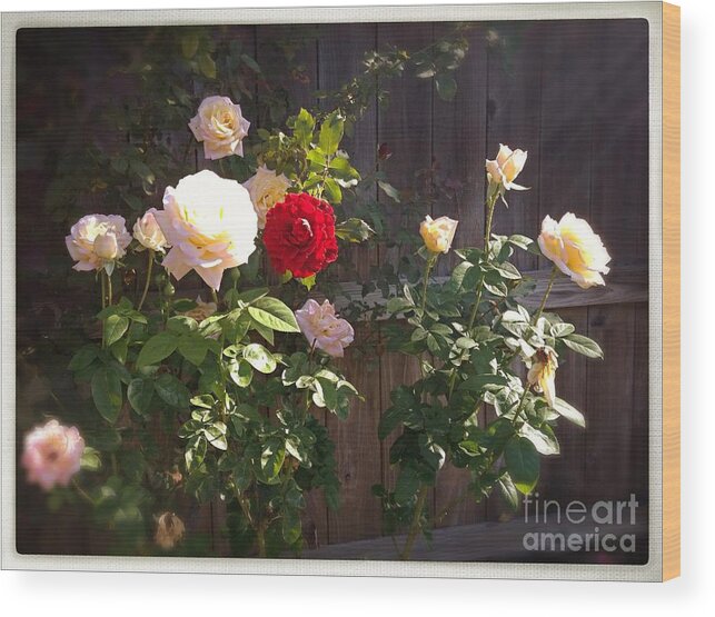 Roses Wood Print featuring the photograph Morning Glory by Vonda Lawson-Rosa