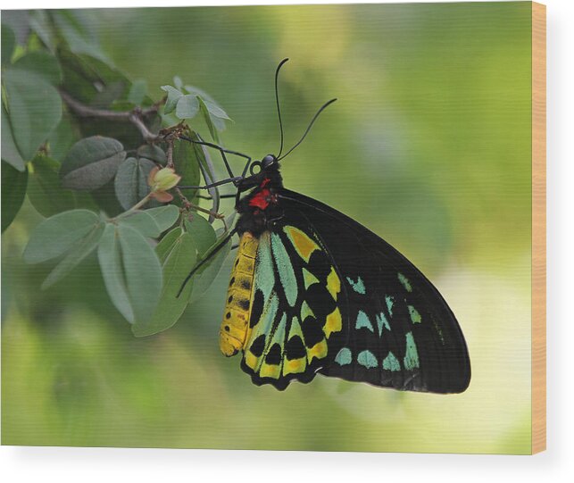 Butterfly Wood Print featuring the photograph Most Beautiful Butterfly World by Juergen Roth