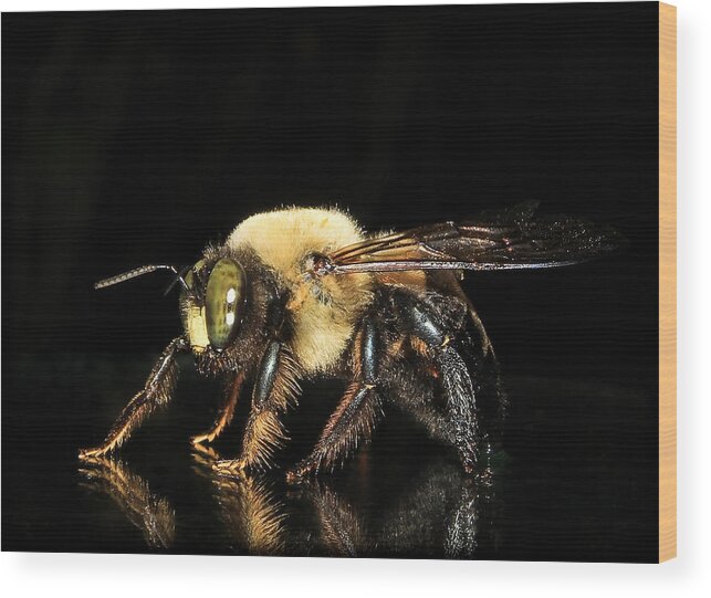 Carpenter Bee Wood Print featuring the photograph Mr. Carpenter...Remodeling Service by Tammy Schneider