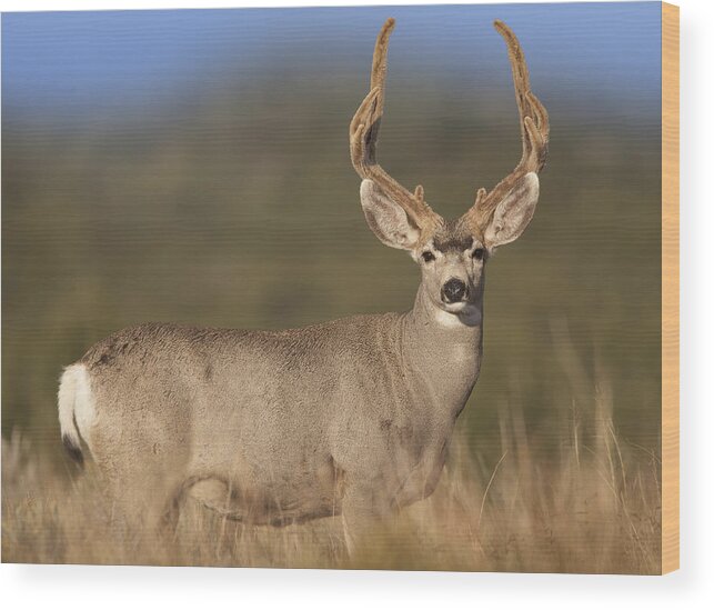 00176098 Wood Print featuring the photograph Mule Deer Buck In Dry Grass by Tim Fitzharris