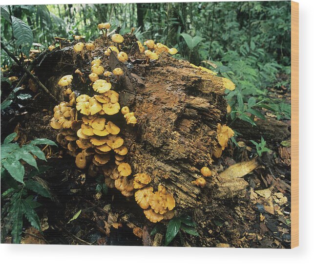 Fungus Wood Print featuring the photograph Mushrooms by Dr Morley Read/science Photo Library