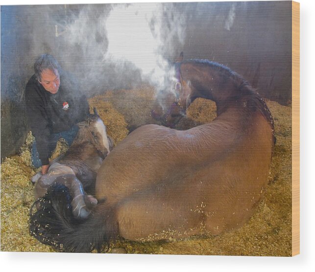 Foal Wood Print featuring the photograph New Born by Sue Turner-Cray