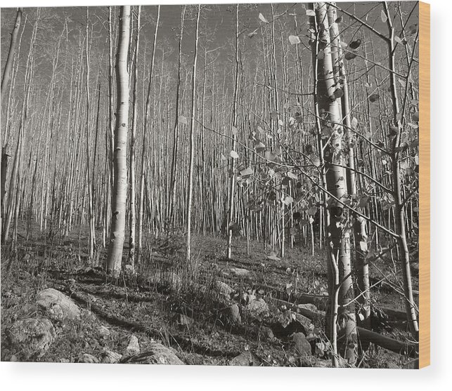 Landscape Wood Print featuring the photograph New Mexico Series - Bare Autumn bw by Kathleen Grace