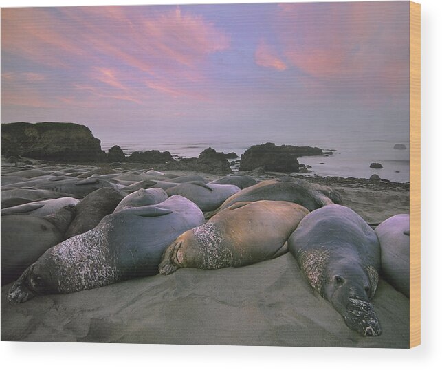 Feb0514 Wood Print featuring the photograph Northern Elephant Seals Point Piedra by Tim Fitzharris