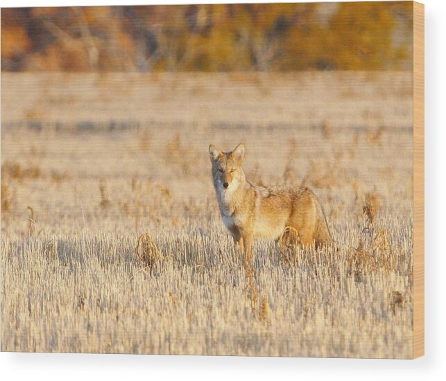Wildlife Wood Print featuring the photograph ON Alert by Shirley Heier