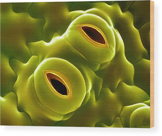 Nicotiana Tabacum Wood Print featuring the photograph Open Stomata by Dr Jeremy Burgess