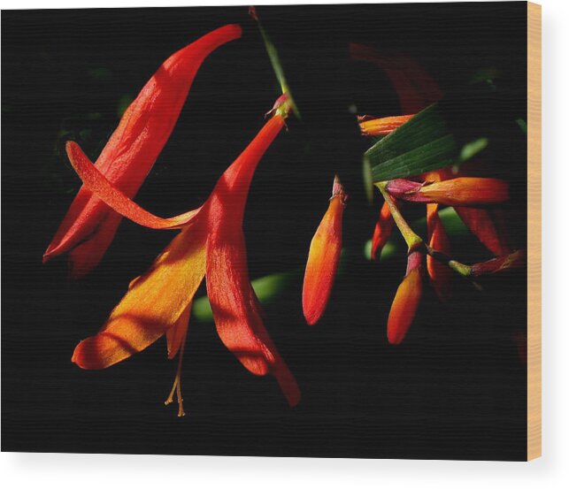 Flower Wood Print featuring the photograph Orange Drop by Derek Dean