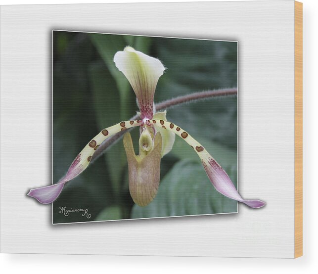 Orchid Wood Print featuring the photograph Orchid by Mariarosa Rockefeller