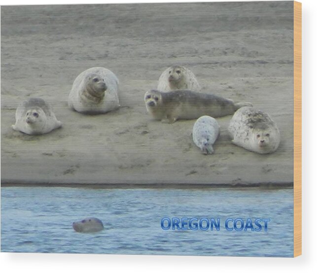 Netarts Bay Wood Print featuring the photograph Oregon Coast Seals by Gallery Of Hope 