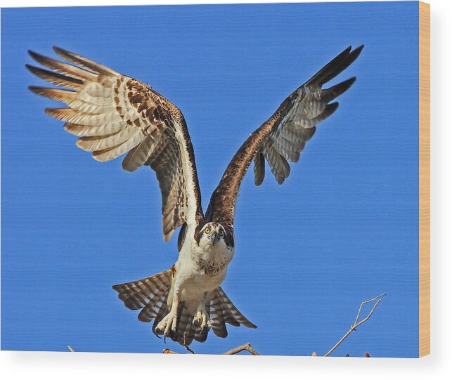 Osprey Wood Print featuring the photograph Osprey head on by Larry Nieland