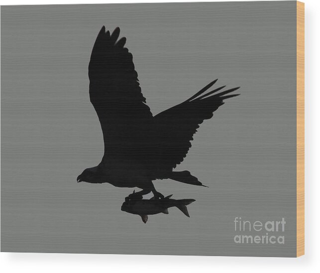 Osprey Wood Print featuring the photograph Osprey with a Fish Photo by Meg Rousher