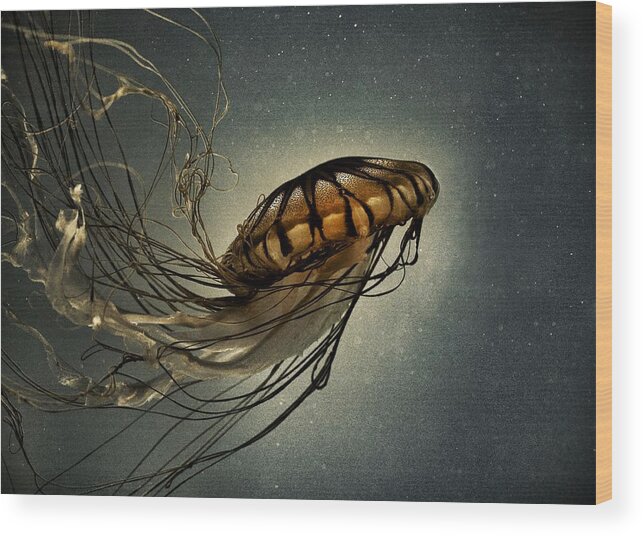 Pacific Sea Nettle Wood Print featuring the photograph Pacific Sea Nettle by Marianna Mills