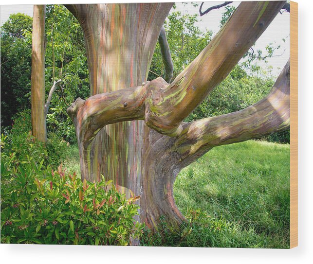 Forest Wood Print featuring the photograph Painted Forest by Will Wagner