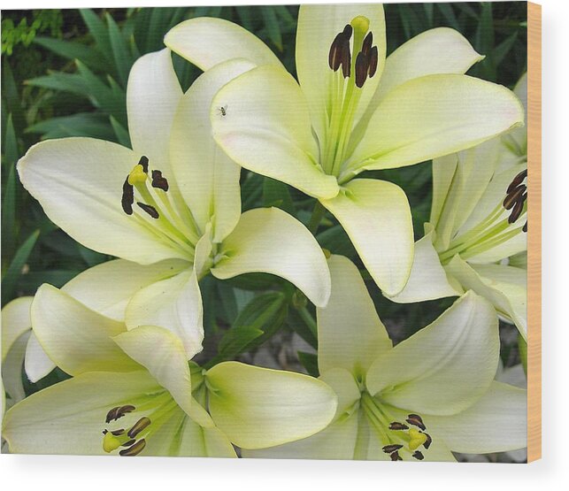 Lilies Wood Print featuring the photograph Pattern of Petals by Randy Rosenberger