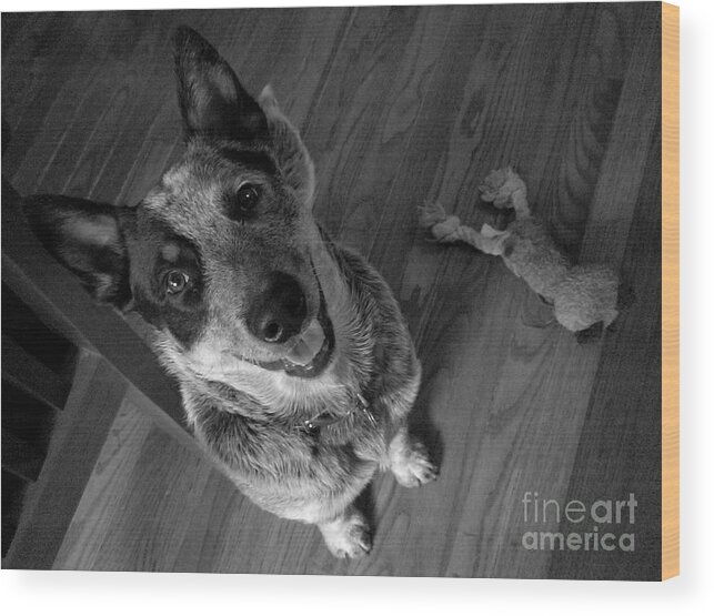 Animal Wood Print featuring the photograph Pet Portrait - Forrest by Laura Wong-Rose